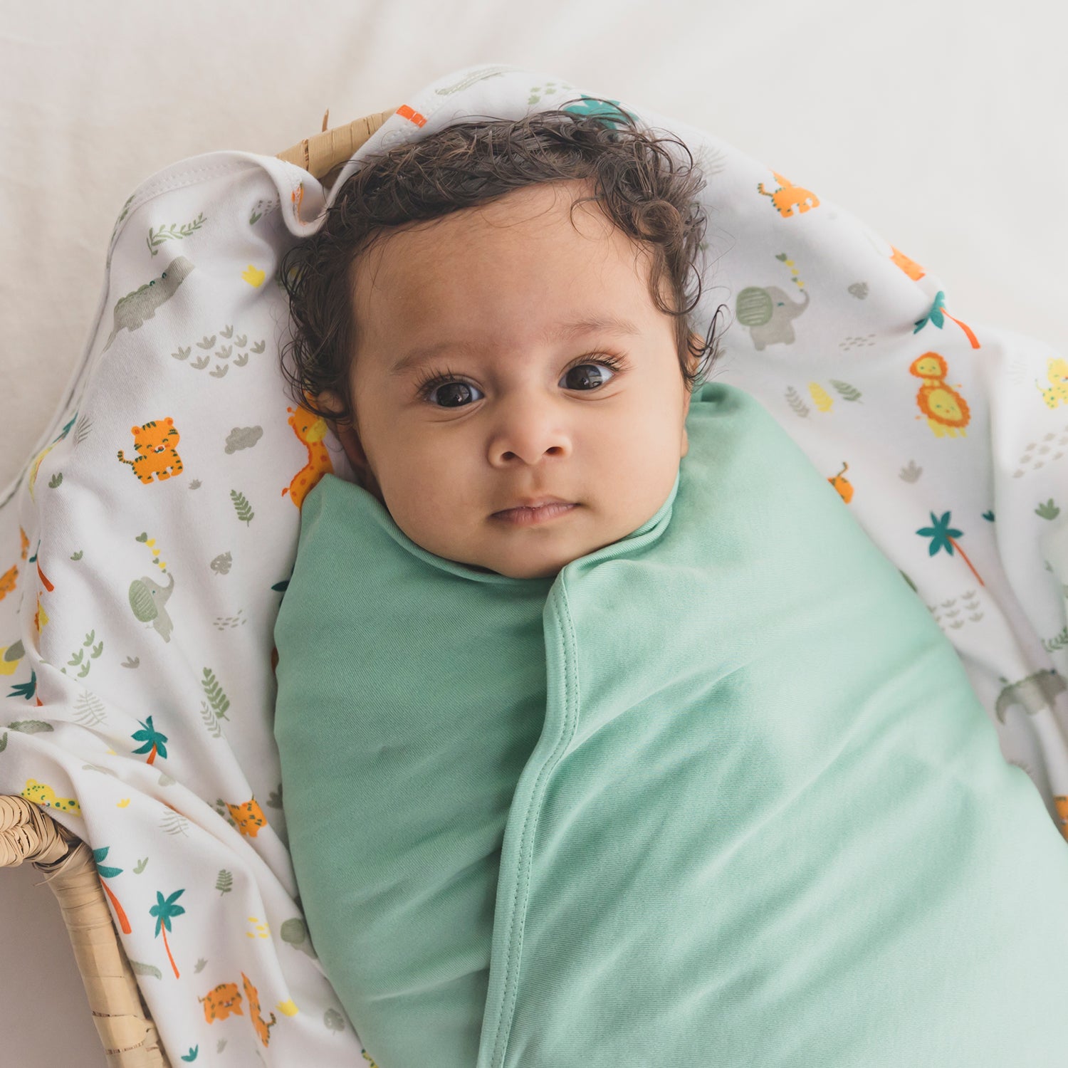 Cotton Jersey Swaddle - Jungle Safari & Solid Green Pack 2